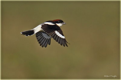 Woodchat Shrike 2.jpg