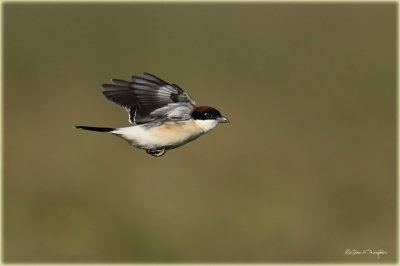 Woodchat Shrike 3.jpg