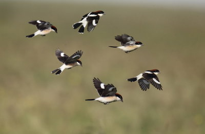 Woodchat Shrike 4.jpg