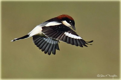 Woodchat Shrike Flight ed.jpg