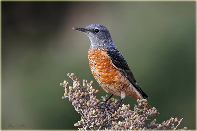 Rufous Tailed Rock Thrush