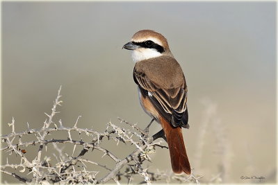 Turkenstan Shrike.jpg