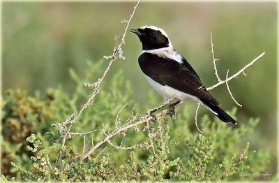Black Eared Wheatear