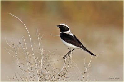 Black Eared Wheatear.