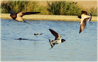 Barn Swallow Montage