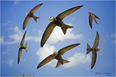 Pallid  Swift Montage