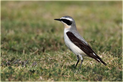 Northern Wheatear.