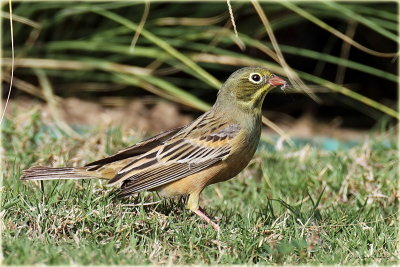 Ortolan Bunting.jpg