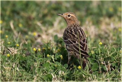 Red-throated Pipit 1.jpg