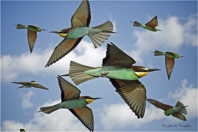 European Bee-eaters Montage