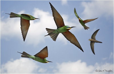 Blue Cheeked Bee Eater ontage