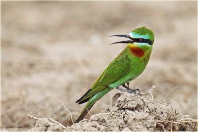 Blue Cheeked Bee Eater 2.jpg