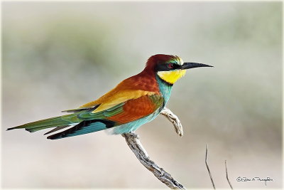 European Bee Eater.jpg
