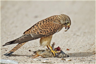 Kestrel with Kill a Quail 2.jpg