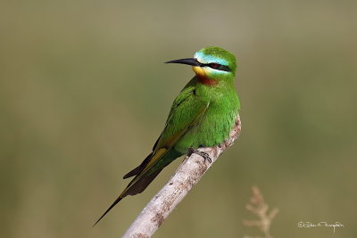 Blue Cheeked Bee Eater 1.jpg