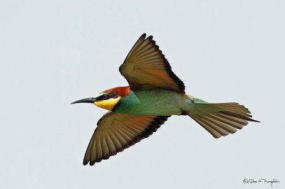 European Bee Eater 2.jpg