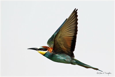 European Bee Eater 3.jpg
