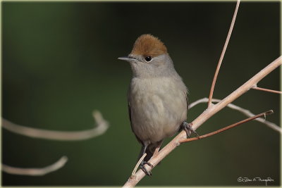 Blackcap Female 2.jpg