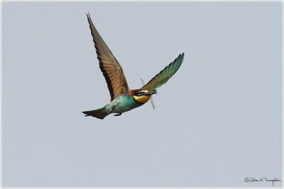 European Bee Eater a.jpg