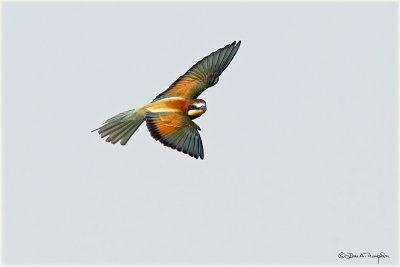 European Bee Eater b.jpg