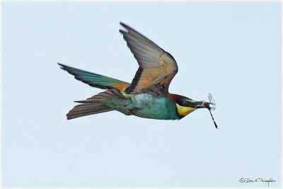 European Bee Eater g.jpg
