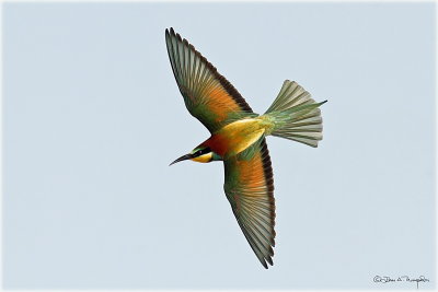 European Bee Eater h.jpg