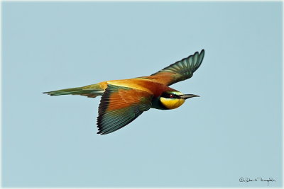 European Bee Eater i.jpg