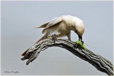 Albinism Shrike 2.jpg