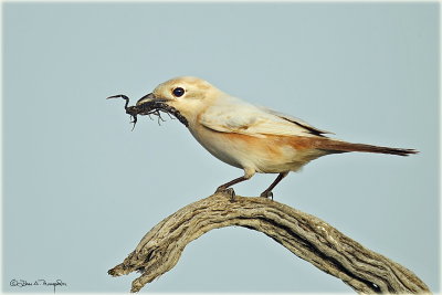 Albinism Shrike 3.jpg