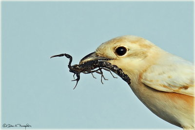 Albinism Shrike 4.jpg