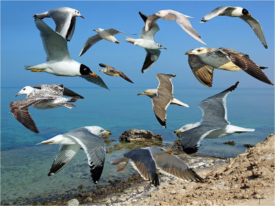 Gull Montage 