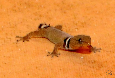 One-Inch Long Yucatan Banded Gecko