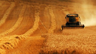 Combine_harvester_gathers_wheat_crop_England_20120830.jpg