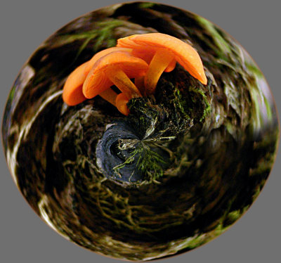 fixedfungusintheround.JPG