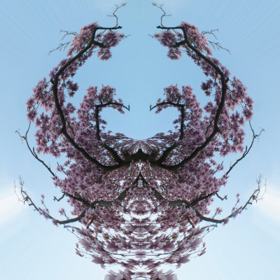 POLAR MAGNOLIA.jpg