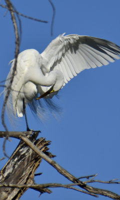 Great White Egret