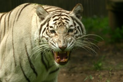 White Tiger - captive