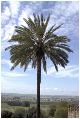 Selection of images on 9th April 2013 at the Roman ruins Madinat al Zahra, near Cordoba and Castillo de Almodovar nearby