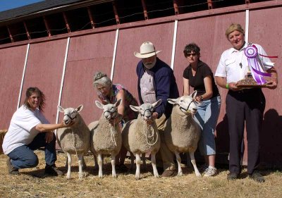 Sheep