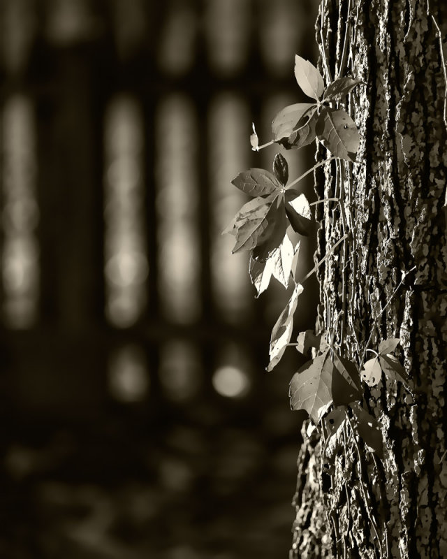 10/20/2012 - Holding On (b&w)<br><font size=3>ds20121020-0102aw.jpg</font>