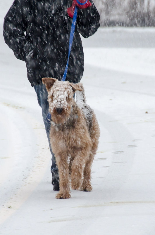 12-24-2012 - Happy Dog<br><font size=3>ds20121224-0015w.jpg</font>