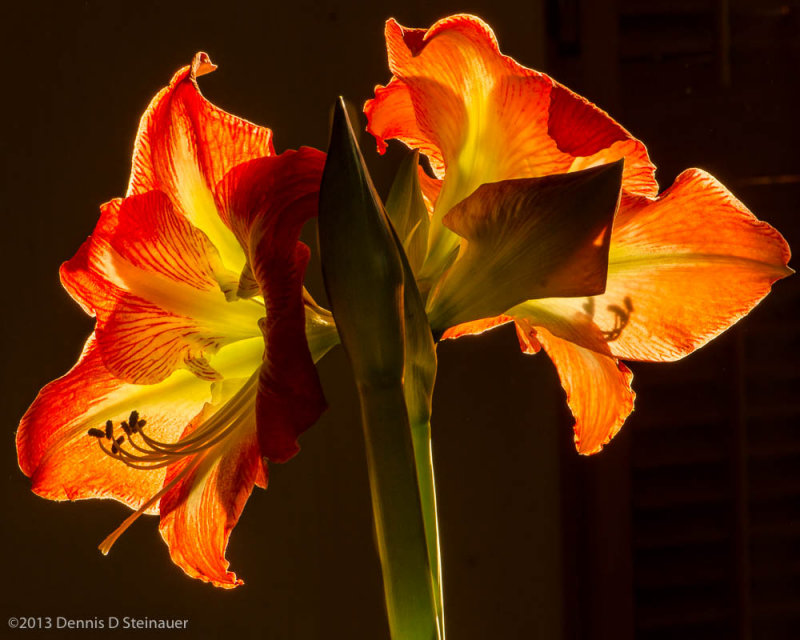 ds20130304-0112 Amaryllis.jpg