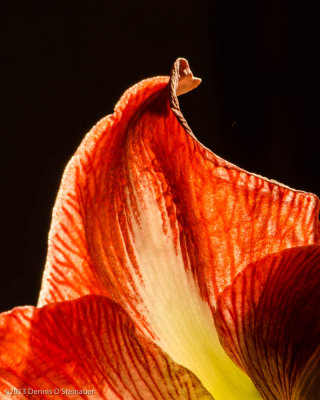 3-4-2013 Amaryllis Petal<br><font size=3>ds20130304-0115 Amaryllis.jpg</font>