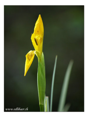 Gelbe Schwertlilie / yellow iris / Iris pseudacorus