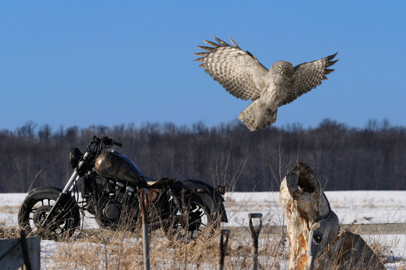 CHOUETTE LAPONE / GREAT GREY OWL / STRIX NEBULOSA