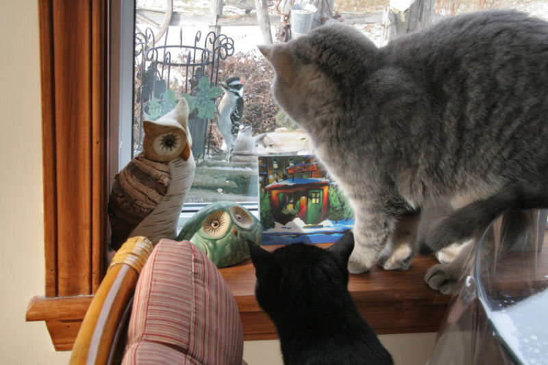 QUI REGARDE QUI ???