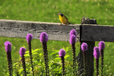 Paruline masque dans notre jardin