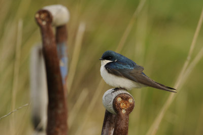 Tree Swallow / Hirondelle bicolore
