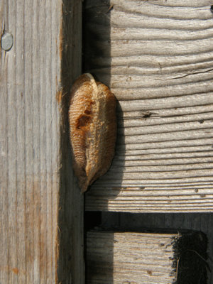 OOTHEQUE (COCON) de MANTE RELIGIEUSE