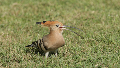...to hoopoes